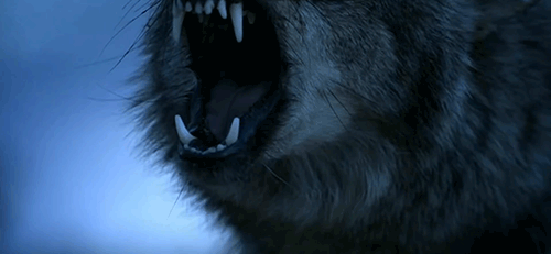 ผล๥าร๨้นหารูปภาพสำ​หรับ wolf roar gif