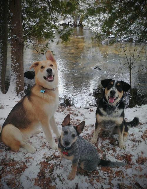 doggopupperforpres - Merry Christmas from these nerds!Wanna get...