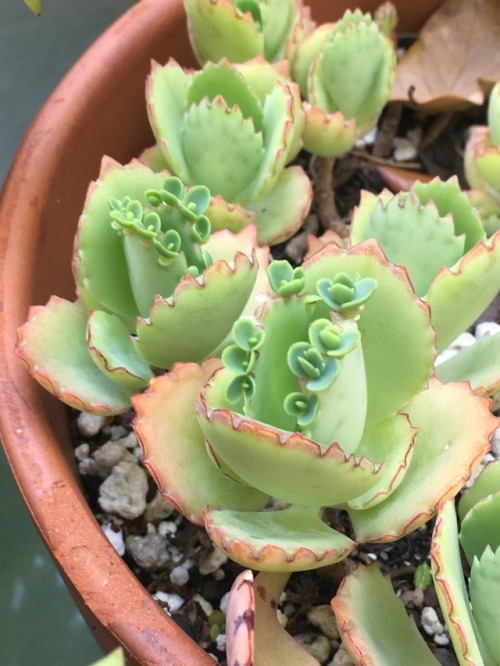 succulents4life - Mother of thousands thriving 