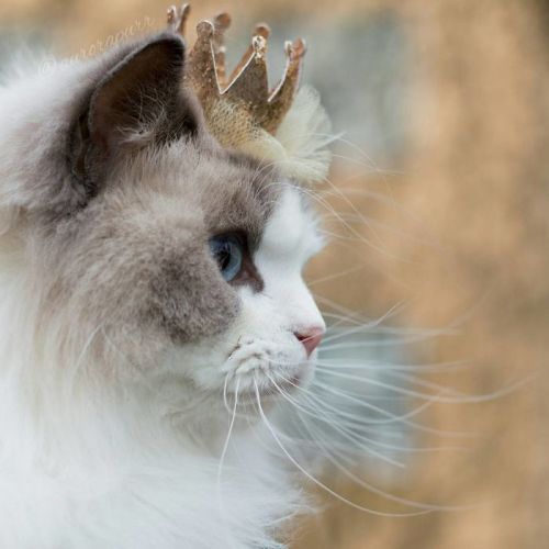 culturenlifestyle - The Most Regal, Friendly and Fluffy Kitten In...