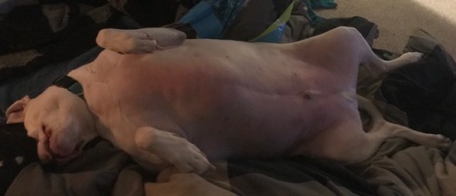 phoenllx - Why does my dog sleep like he’s a corpse?Now he’s...