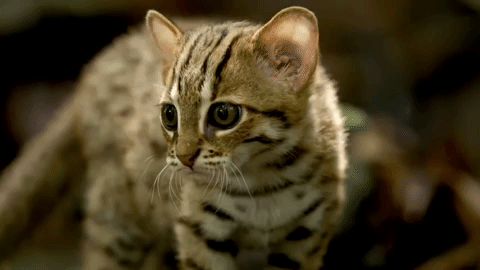 do-not-go-gently-42:perversekitten:World’s Smallest Cat:...