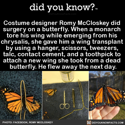 costume-designer-romy-mccloskey-did-surgery-on-a