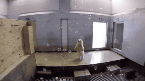 hackedbysombra - cutepetplanet - A polar bear cub discovering...