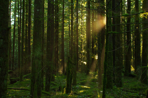 vurtual:Afternoon Forest Light (by Kristian Francke)