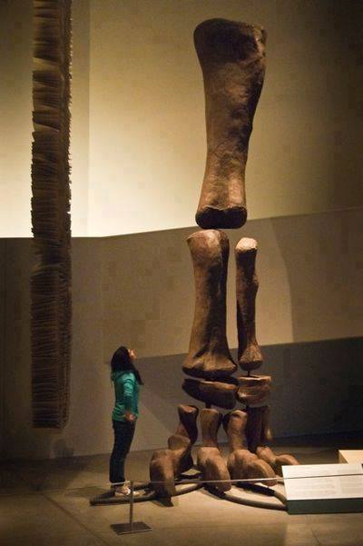 scientificphilosopher - Argentinosaurus’ five-meter leg exhibited...