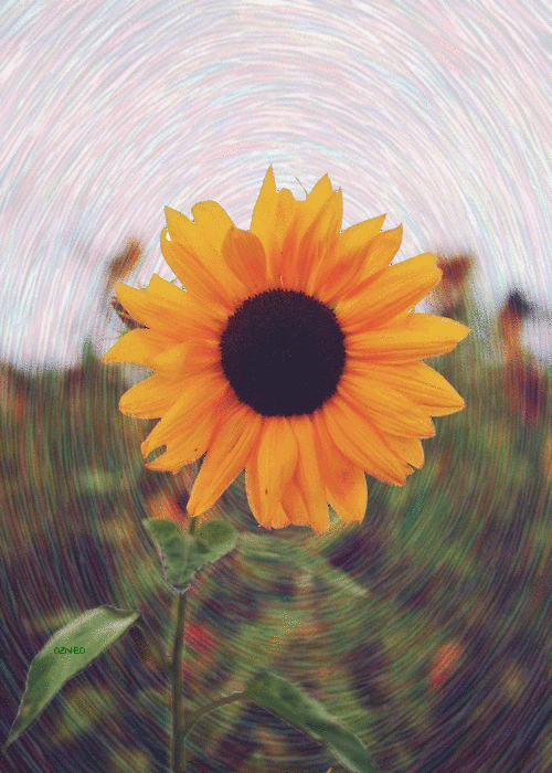 Znalezione obrazy dla zapytania sunflower gif