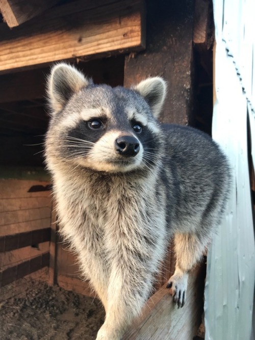 dailyraccoons - pmar71 said - D.C. coming out of the barn for...