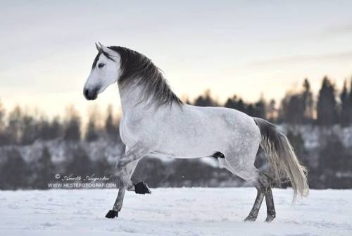 scarlettjane22 - Spanish stallion Rey dancing in the snow...