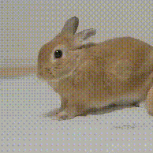 littlekawaiiusagi - Have a yawning bunny gif MUST. REBLOG.