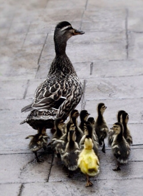 ducklingcentral - Ohana means family