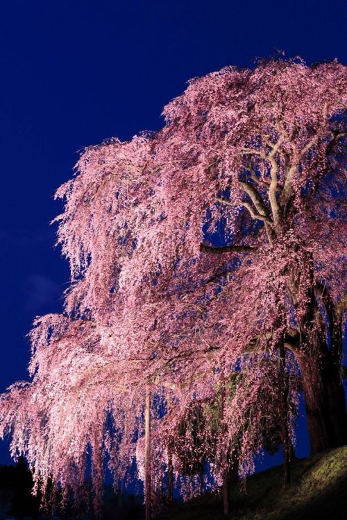 lifeisverybeautiful:Weeping Cherry, Japan by Nobuo Akiba via...