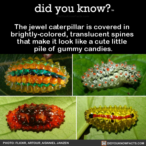 the-jewel-caterpillar-is-covered-in