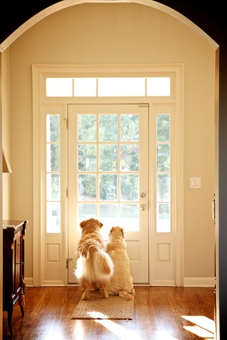 外を眺めるおしゃれでかっこいい犬のカップルの壁紙