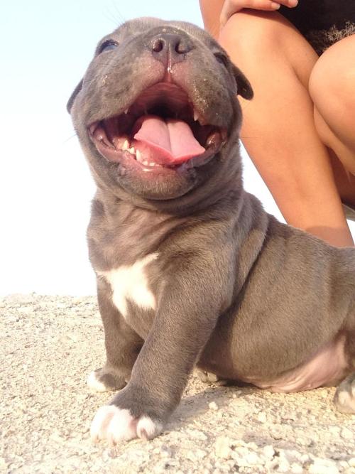 endless-puppies - This little pupper is so excited to be...