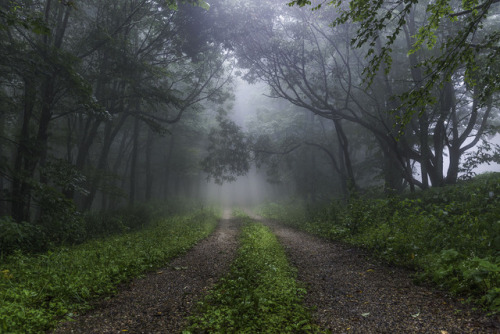 90377 - Traveling a foggy path by Maria Jaeger