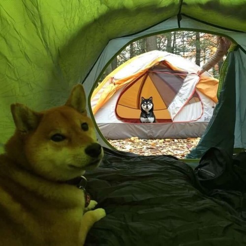 somecutething:Camping Buddies!