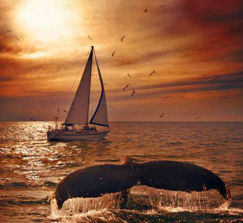 shipwreckedinsc -  Into the sunset……..[_]3