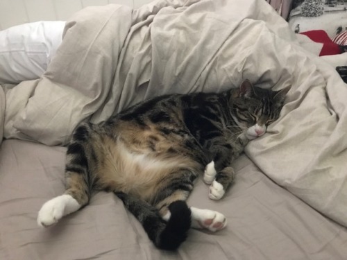 unflatteringcatselfies - Doug the lazy cat