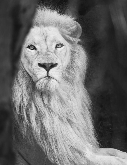 White Lion | martin ollman
