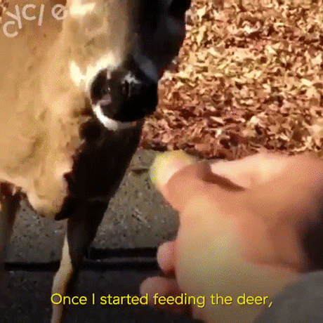 thetrippytrip:Viral Deer-Feeding Teen Kelvin Peña Creates...