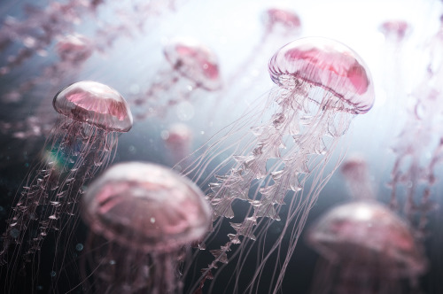 cgartworks - Jellyfish Rise, created by James Gardner using Modo...