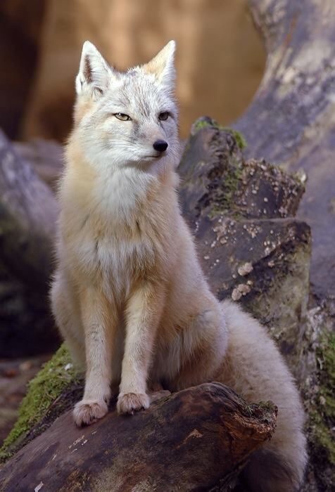 everythingfox - Corsac fox