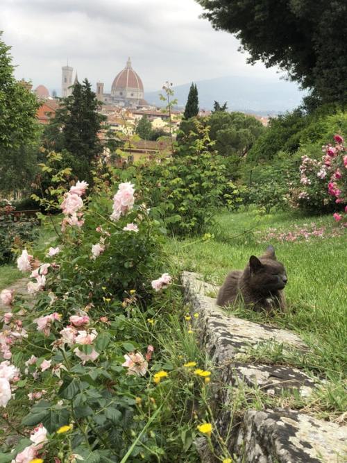 catscatscatss:This cat chilling in the rose garden in Florence,...