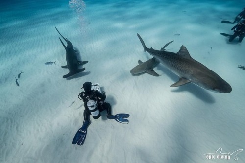 epicdiving:Another awesome day with tiger sharks and Scylla the...