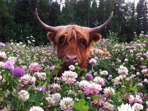 labradoriteslight - ainawgsd - Cows in FlowersSacred Beings