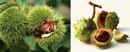 True chestnuts on the left; horse chestnuts on the right.  Chespin and his evolutions, to me, are more of the latter.