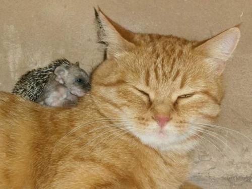 edens-blog - blackmorgan - Mama ginger kitty adopts four...