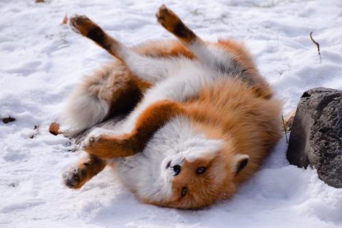 everythingfox:Oh my ..Taken from /r/foxes