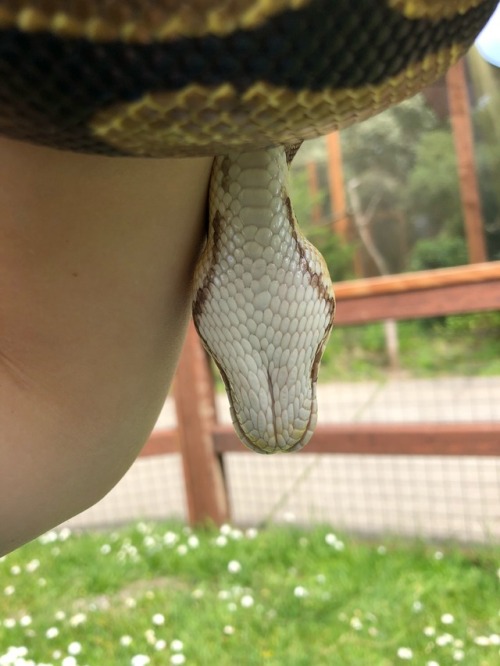 the-vegan-muser - Contrary to popular belief, snakes can’t...