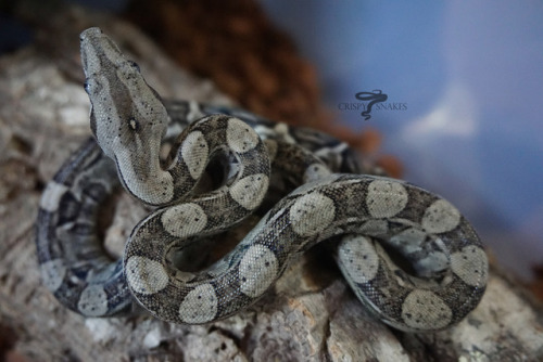 crispysnakes - 17JASxOOLSome updated baby shots, colors are...