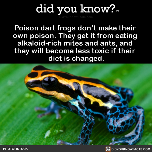 poison-dart-frogs-dont-make-their-own-poison
