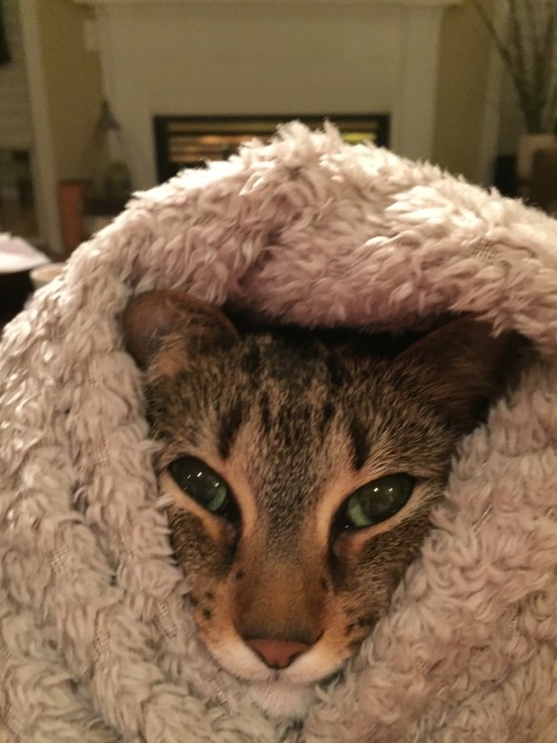 unflatteringcatselfies - Maisy got a little too squished by the...
