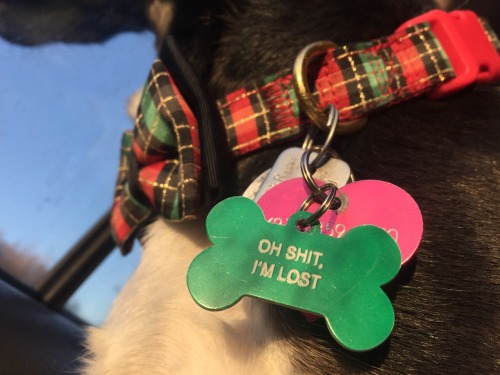 lovely-little-rats - We got this goofball a new tag for his...