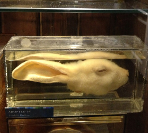 theoddcollection - Preserved rabbit head which has obviously been...
