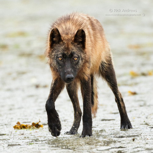 wolfsheart-blog:Coastal Wolf by Rick Andrews.
