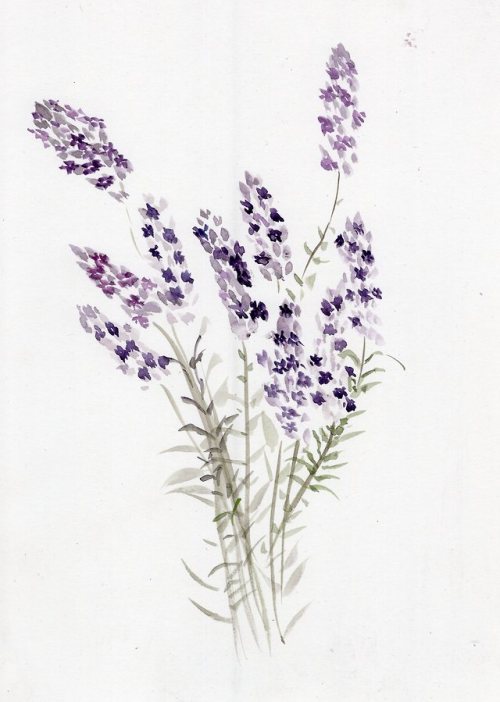havekat - Lavender ShadowsWatercolor On Bristol Board2018, 9″x...