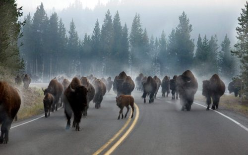 speeding54:YELLOWSTONE-“…the mist surrounding the bison was...