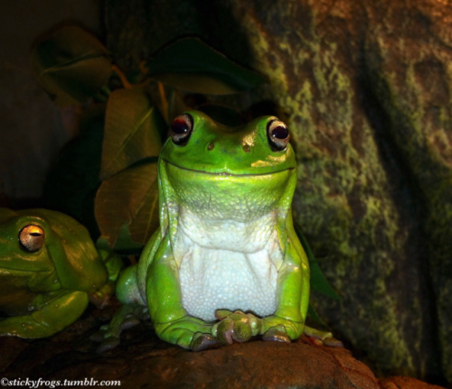 stickyfrogs - Tall Frog is here!It is Magnificent To Be Six!