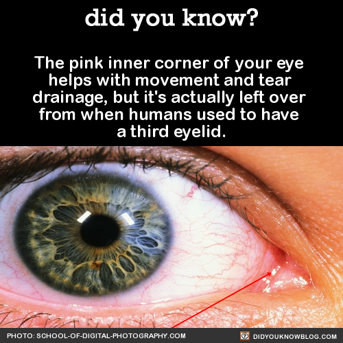 did-you-kno-the-pink-inner-corner-of-your-eye