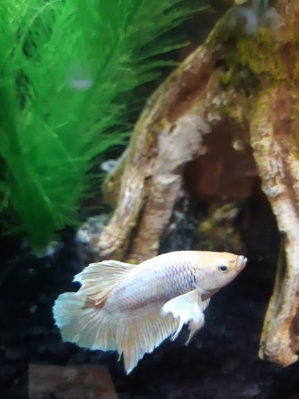 legendaryfishies - The sass this lady gives me is unbelievable 