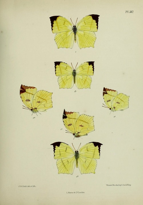 wapiti3 - Lepidoptera indicaBy Moore, Frederic, 1830-1907...