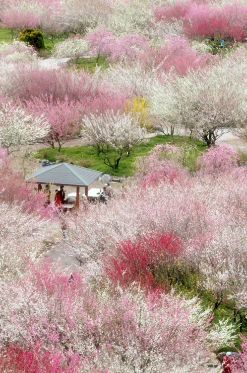 praial:Japan: Cherry blossoms in full bloom at Mount Yoshino,...
