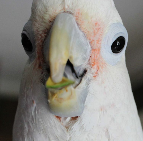 tieltavern:caseycockatoo:penfairy:when u look at birds in profile: hambsomewhen u look at...