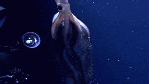 congenitaldisease - This extremely rare footage of a squid...