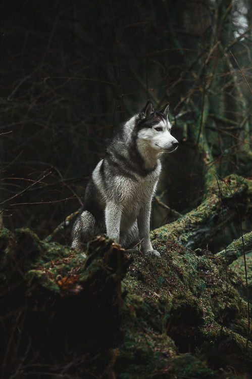 ikwt:Husky in the woods (Anna Averianova)